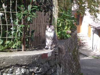 ALTRO GATTO DI MONTAGNA 1