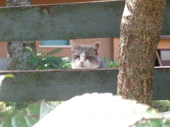 ALTRO GATTO DI MONTAGNA 2