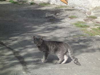 ALTRO GATTO DI MONTAGNA