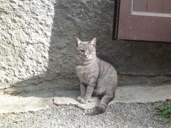 GATTO DI MONTAGNA