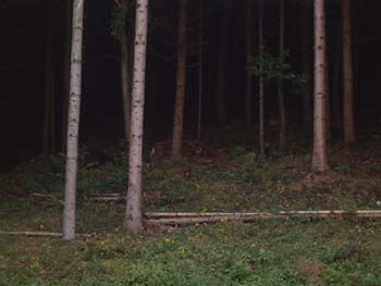IL BOSCO