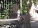 ALTRO GATTO DI MONTAGNA 1