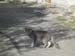 ALTRO GATTO DI MONTAGNA