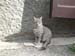 GATTO DI MONTAGNA