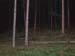 IL BOSCO