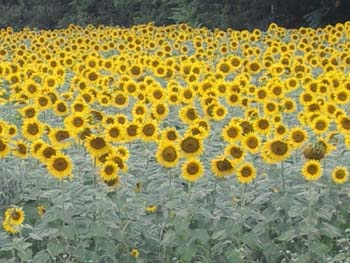 GIRASOLI