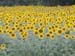 GIRASOLI